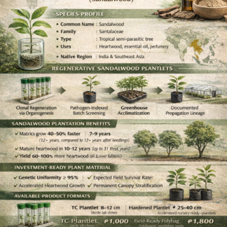 Elite Plantlets of Santalum album